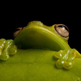 Amphibians